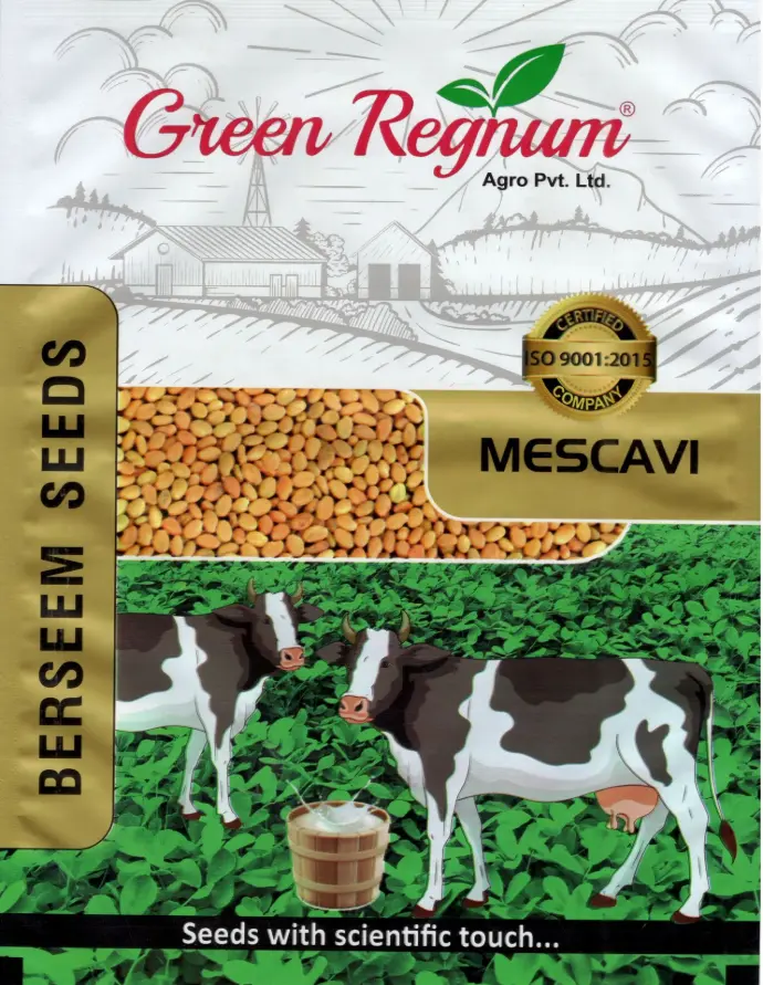 BERSEEM SEEDS VARIETY MESCAVI